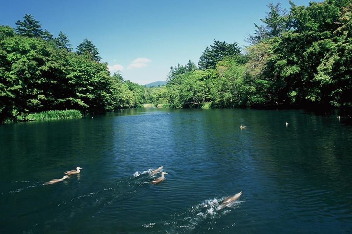 kumoba-pond-tours