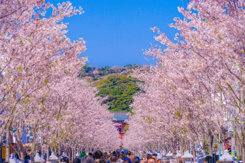 wakamiya-engaku-hokoku-tours